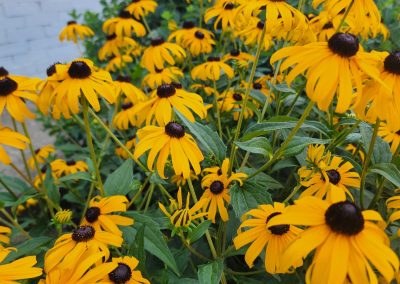 Yellow flowers blooming