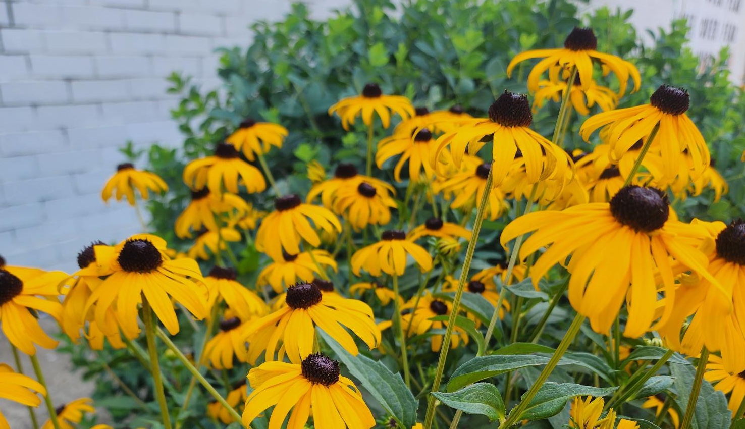 Gold flowers blooming
