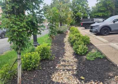Plants, trees, landscaping, and rain gardens in Dormont