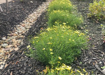 Plants, yellow flowers, landscaping, and rain gardens in Dormont