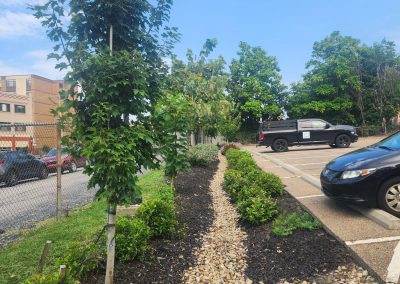 Plants, landscaping, and rain gardens in Dormont
