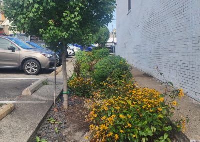 Plants, landscaping, and rain gardens in Dormont