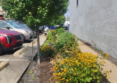 Plants, landscaping, and rain gardens in Dormont