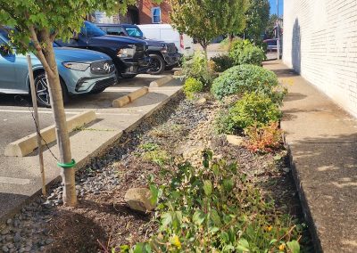 Plants, landscaping, and trees in Dormont