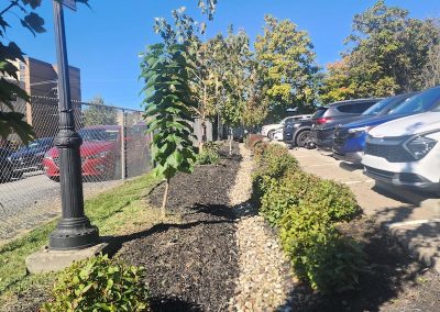 Plants, landscaping, and trees in Dormont